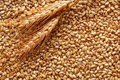 Пшениця Мулан – Купити Ціна Оригінал 100% – АгроМен