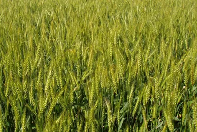 Пшениця для пророщування Август Формула здоров'я 300г ᐈ Купити за вигідною  ціною від Novus