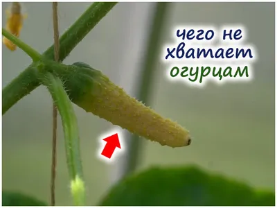 Какой должна быть ботва у картошки и почему пустоцветы на огурцах - KP.RU