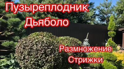 Пузыреплодник Аурея - купить саженцы, выгодные цены и система скидок |  Пузыреплодник Аурея в наличии в питомнике Садовый мир в Домодедово