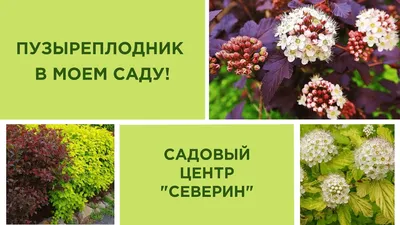 Яркий сад без цветов. Пузыреплодник калинолистный | Сад по-новому. Школа  ландшафтного дизайна Натальи Мягковой | Дзен