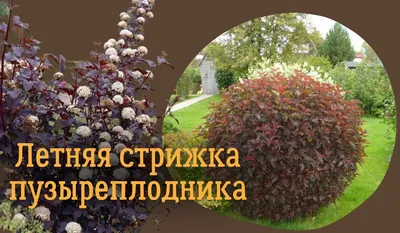 Купить саженцы пузыреплодника по выгодной цене из питомника в интернет  магазине Долина Сад