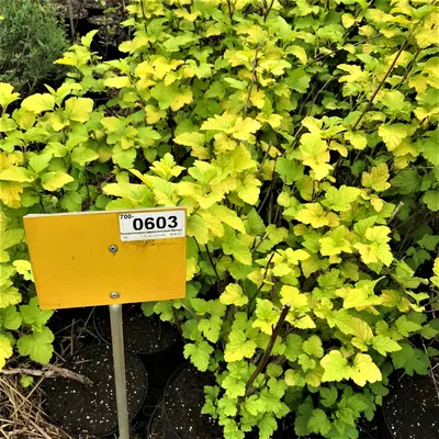 Пузыреплодник калинолистный Атропурпуреа Physocarpus opulifolius  Atropurpurea - купить декоративные и хвойные растения с доставкой по  Украине в магазине Добродар