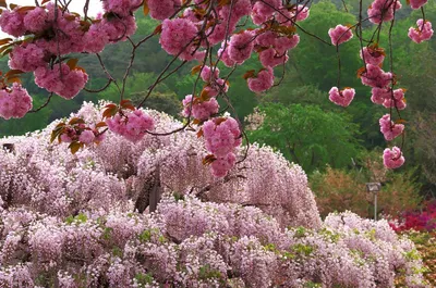 райские сады Бретани | ume-a | Flickr