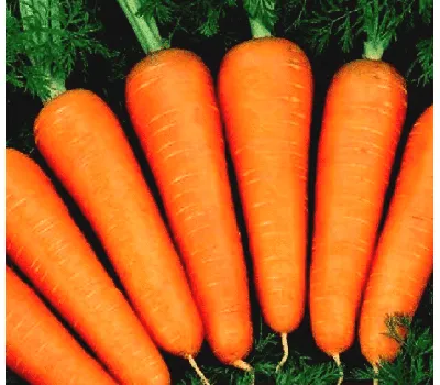 Семена моркови купить в Украине по выгодной цене оптом и в розницу |  Веснодар