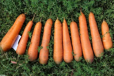 Лучшие сорта моркови для употребления в свежем виде | Какую морковку купить  в компании Тверь Агропром