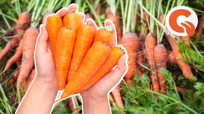 Абако F1 - семена моркови, 1 000 000 семян, (фр. от 1,6 до 2,0 и выше),  Seminis/Семинис (Голландия) - купить в интернет-магазине fremercentr.ru  быстрая доставка. Почтой или ТК.