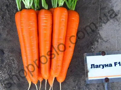Уже известны лучшие сорта моркови на сезон 2024. Их берут самые опытные  дачники | Своё Фермерство: всё об агробизнесе и фермерстве | Дзен