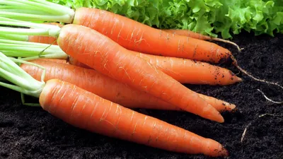 Лучшие сорта моркови для раннего и позднего урожая