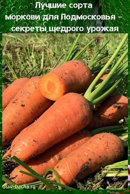 Семена Моркови ПОИСК Амстердамска 2 г — цена в Оренбурге, купить в  интернет-магазине, характеристики и отзывы, фото