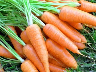 Лучшие сорта моркови для зимнего хранения | На грядке (Огород.ru)