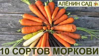 Широкий ассортимент семян моркови из Голландии. Купить семена моркови