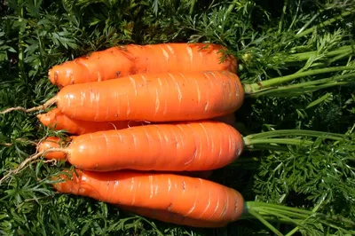 15 сортов моркови для свежего употребления и хранения - Издательский дом  ВИКО ПЛЮС