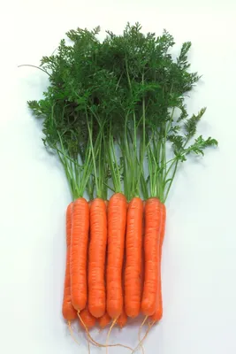 Семена морковь Русский огород Мо Е09329 1 уп. - характеристики и описание  на Мегамаркет