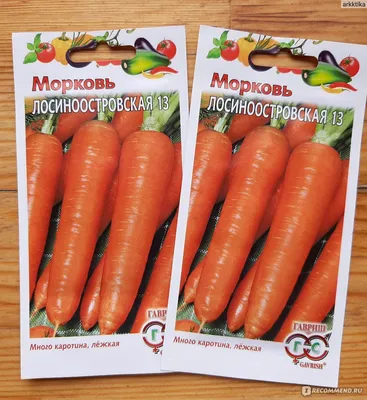 Выбираем сорт моркови - Бобёр.ру
