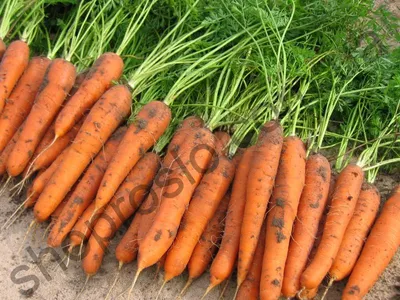 Лучшие сорта моркови, которые я ни за что не променяю на другие. Мой список  | Участок | Дзен