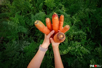 Семена моркови Монанта : 0,5гр Rijk Zwaan