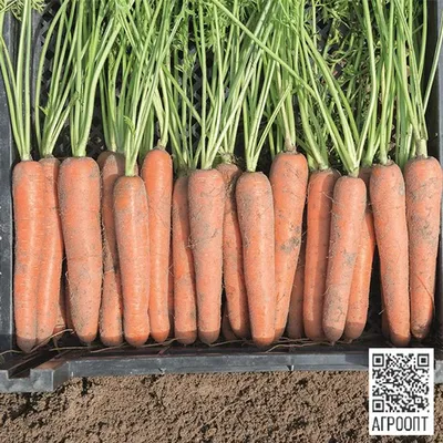 Семена моркови Лагуна F1, ранний гибрид, \"Nunhems Bayer\" (Голландия), 25  000 шт (1,6-1,8) — Товары для выращивания овощей и фруктов —  Интернет-магазин Shoproslo