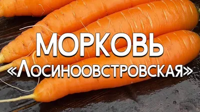Семена Морковь «Нантская» 4 (Лента) по цене 40 ₽/шт. купить в Москве в  интернет-магазине Леруа Мерлен