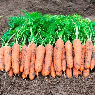 Русский Огород Семена моркови