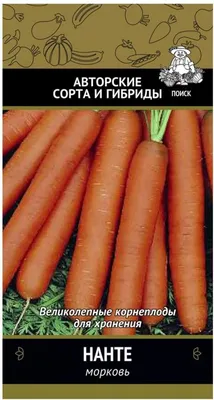Обзор сорта моркови \"лосиноостровская\" (характеристики, свойства, фото) -  YouTube
