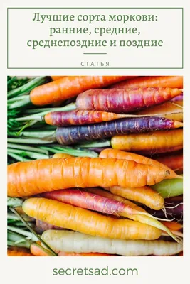 15 лучших сортов моркови для свежего употребления и хранения. Описание,  фото — Ботаничка