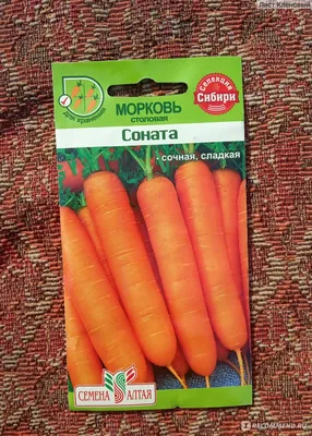Морковь Берлин F1 (Bejo) - купить семена из Голландии оптом - АГРООПТ