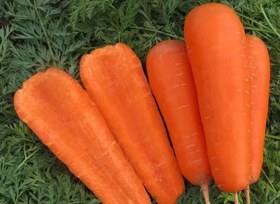 Отзыв о Семена моркови Сибирский сад \"Восточная красавица\" | Редкий  красно-оранжевый цвет.