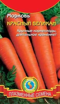 Выбираем семена моркови | уДачные хлопоты \"ЭХО НЕДЕЛИ\"