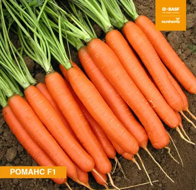 Морковь Ступицкая семена купить от Moravoseed, цена в Супермаркете Семян