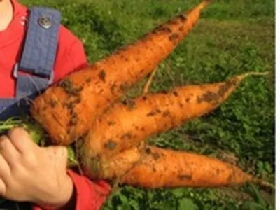 Семена моркови HM-Clause купить в Казахстане. Гибридная и сортавая морковь