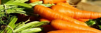 Отзыв о Семена моркови Нантская 4 Дом семян - Сортсемовощ | хорошие семена  - залог обильного урожая