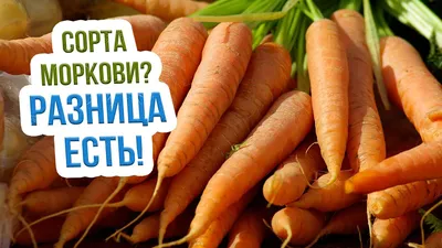 Лучшие сорта моркови по хранению, заготовкам. Какие лучше дражжированные  или обычные | УЧЕНЫЙ АГРОНОМ | Дзен