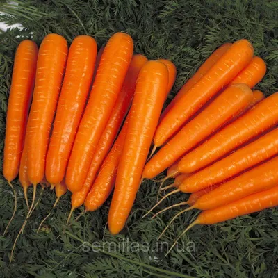 Морковь Романс F1 (Nunhems) - купить семена из Голландии оптом - АГРООПТ