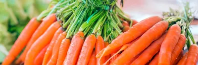 Лучшие сорта Моркови для тяжелых и глинистых почв | Домик окнами в сад |  Дзен