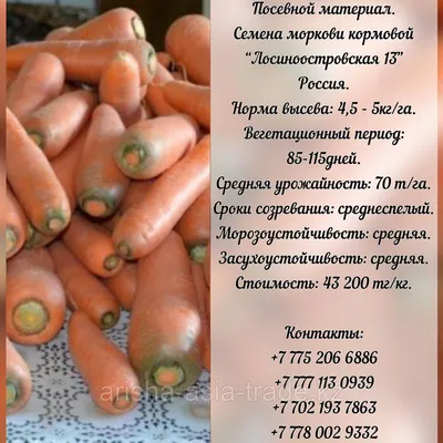 Ранние сорта моркови уже созрели - KP.RU