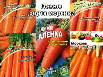 Лучшие сорта моркови для хранения. Какие сорта моркови лучше хранятся? -  YouTube