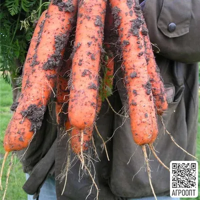 Советы по выращиванию и посадке моркови в открытый грунт на блоге  интернет-магазина agro-market.net