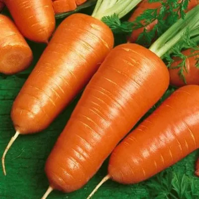 Купить семена Морковь Болеро F1 — от НПО Сады Росcии