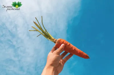 Выбираем сорт моркови - Бобёр.ру