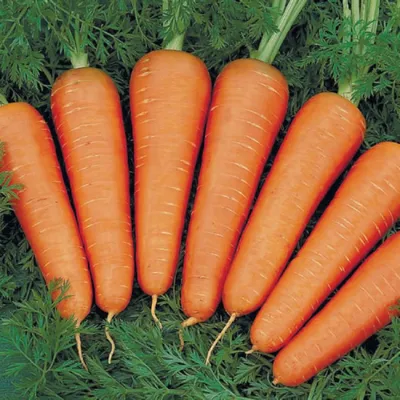 Лучшие сорта моркови для подзимнего посева - Good Harvest | Семена |  Удобрения | Средства защиты растений