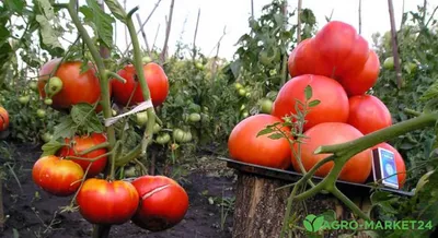 Самые лучшие урожайные сорта гибридов томатов для открытого грунта -  Agro-Market24