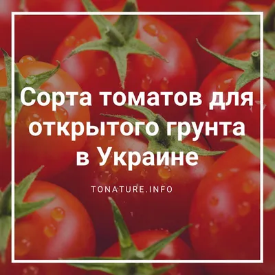 Выращивание томатов в открытом грунте