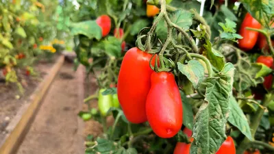 Томаты черри: 10 популярных сортов и секреты выращивания культуры |  AgroMarket интернет магазин семян