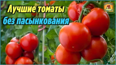 Купить наборы семян томатов 10 шт. Сибирский сад | интернет-магазин Белая  Аллея