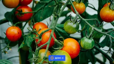 Что такое детерминантные и индетерминантные сорта помидоров: когда сажать  помидоры на рассаду, лучшие и урожайные сорта томатов - 25 марта 2023 - НГС