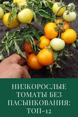 15 лучших сортов томатов для открытого грунта | ivd.ru