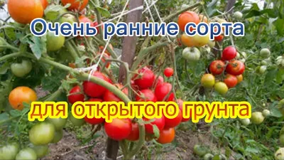 Очень ранние сорта для открытого грунта - YouTube
