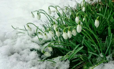 Луковичные весенние цветы | Цветы