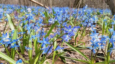 Мускари (Muscari) - «Самые ранние цветы.» | отзывы